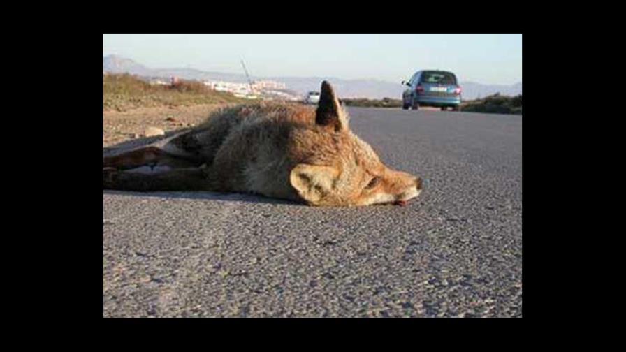Proponen en Nicaragua que atropellar a un perro y huir sea un delito grave