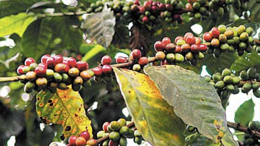 Ejecutivo emite decreto para luchar contra la roya de café