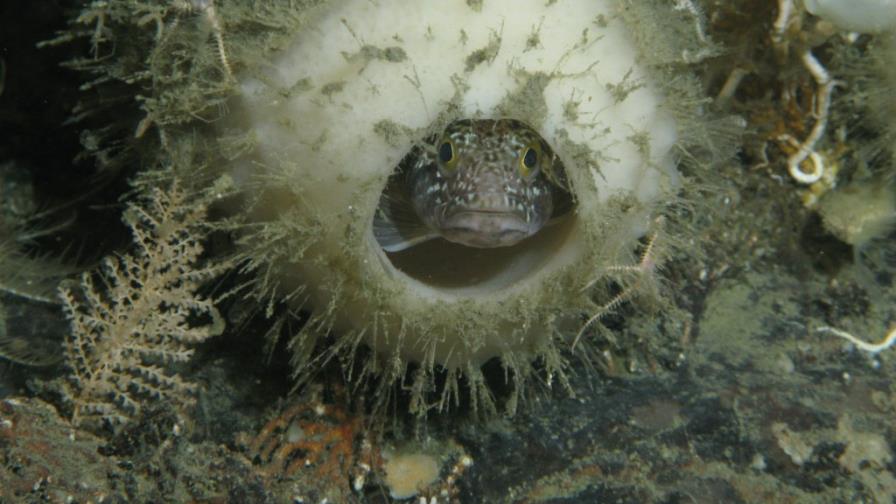 La merma de hielo en la Antártida permite invasión de esponjas vítreas