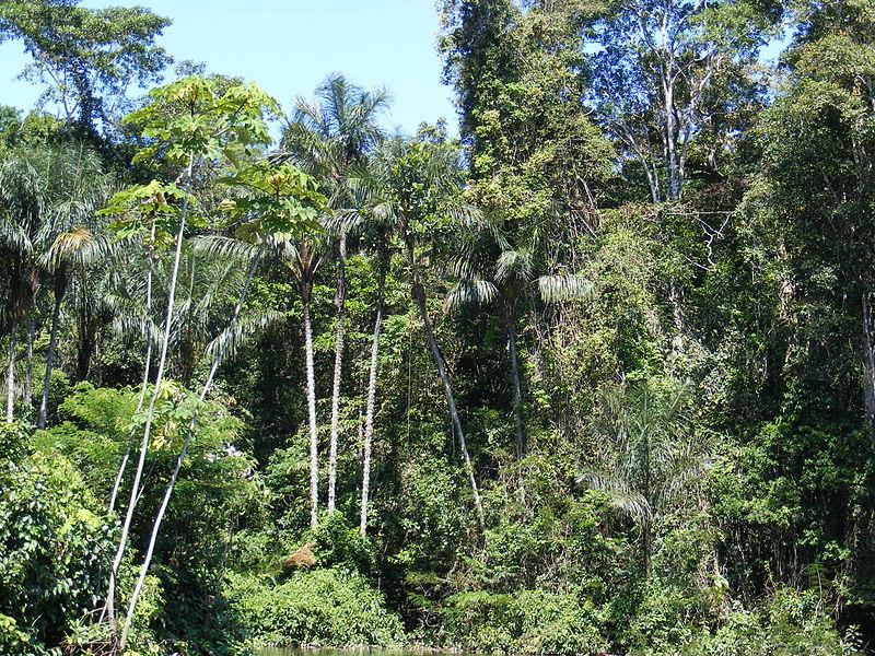 Brasil adopta un millón de hectáreas de la Amazonia