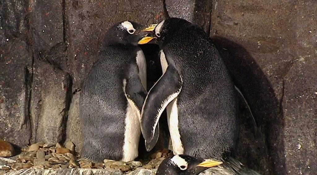 Es primavera austral en Madrid y empieza el ciclo de amor de los pingüinos