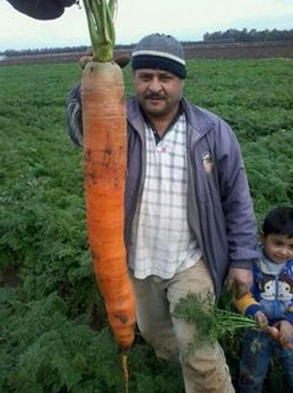 Encuentran una zanahoria gigante de 130 centímetros en Líbano