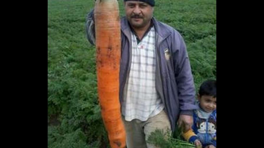 Encuentran una zanahoria gigante de 130 centímetros en Líbano
