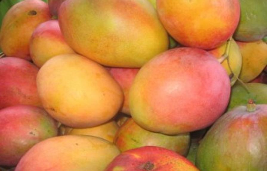 Cinco millones de mangos se pierden por falta de mercado en El Seibo