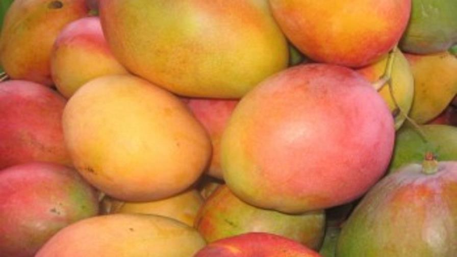 Cinco millones de mangos se pierden por falta de mercado en El Seibo