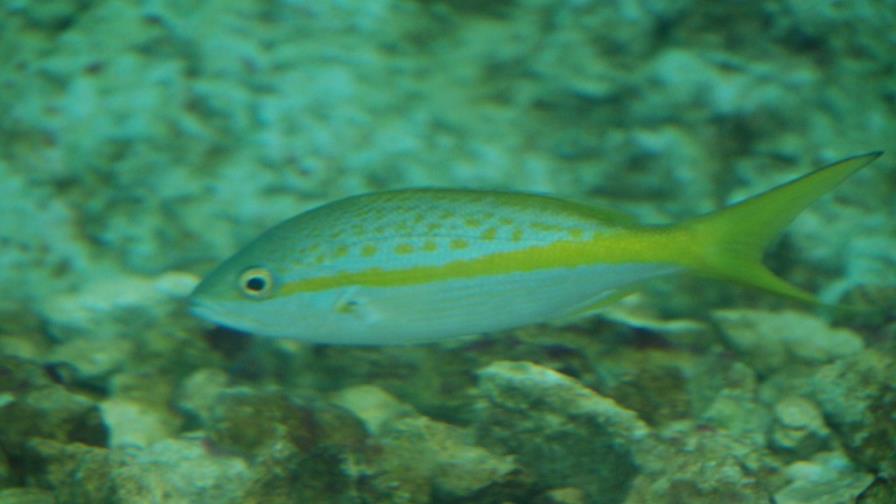 Un pez de pecera puede ayudar a resolver el dengue, según un estudio