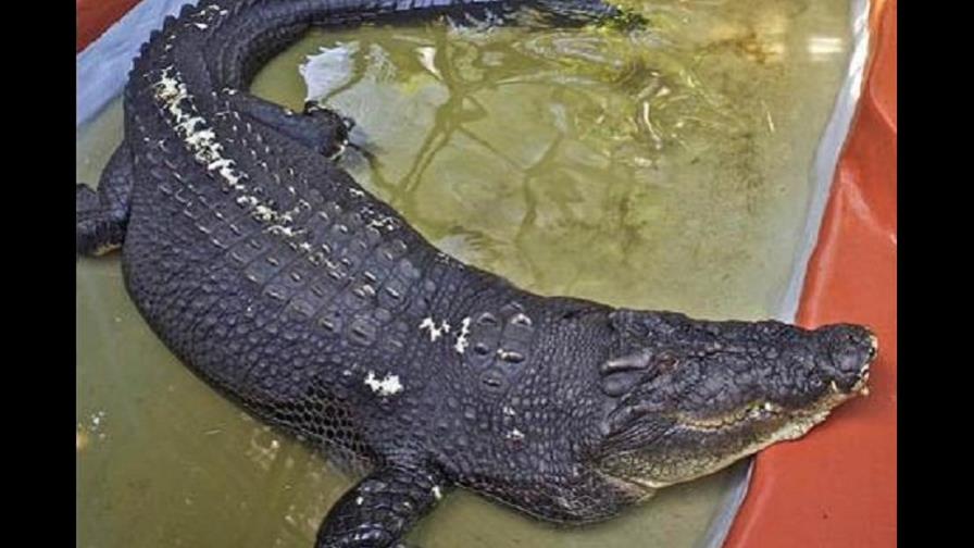 Cocodrilo australiano Cassius vuelve a ser el mayor del mundo en cautividad