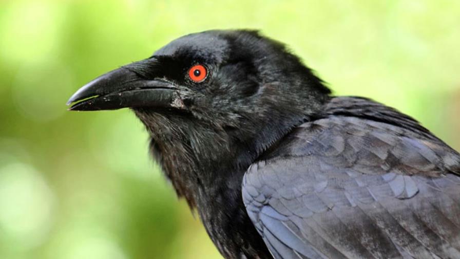 Cría cuervos, y no te sacarán los ojos