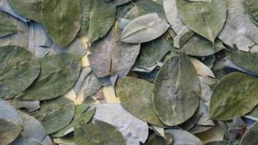 Bolivia necesita 14,705 hectáreas de plantas de coca para consumo legal