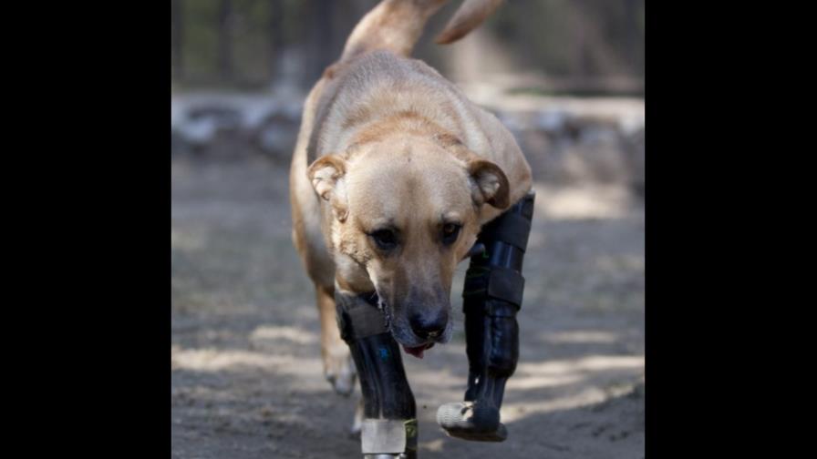 Perro mutilado por los narcos se recupera en un albergue