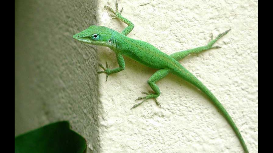 El 19 por ciento de los reptiles del mundo, amenazados de extinción