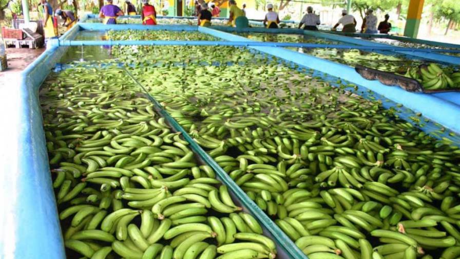 Agricultura orgánica aporta al país US$200MM Agricultura orgánica aporta al país US$200MM