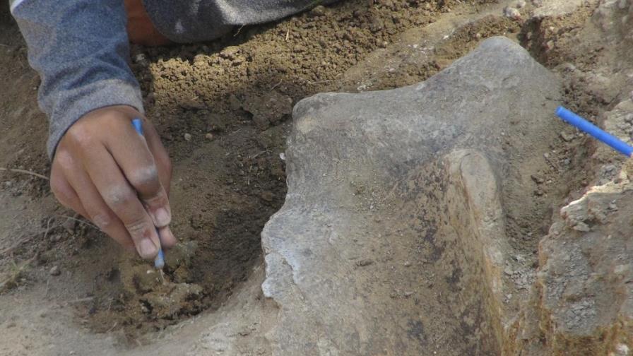 Anuncian hallazgo de al menos 87 restos fósiles de animales en El Salvador