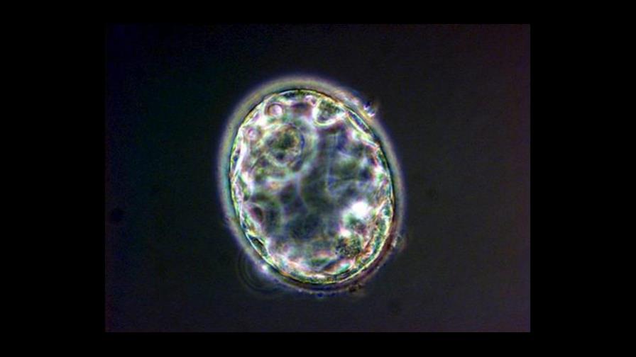 Científicos consiguen por primera vez células madre humanas por clonación