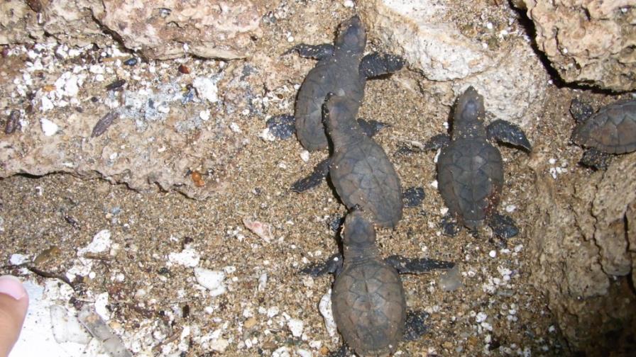 Reportan nacimientos de tortugas en el Distrito Nacional e Higüey