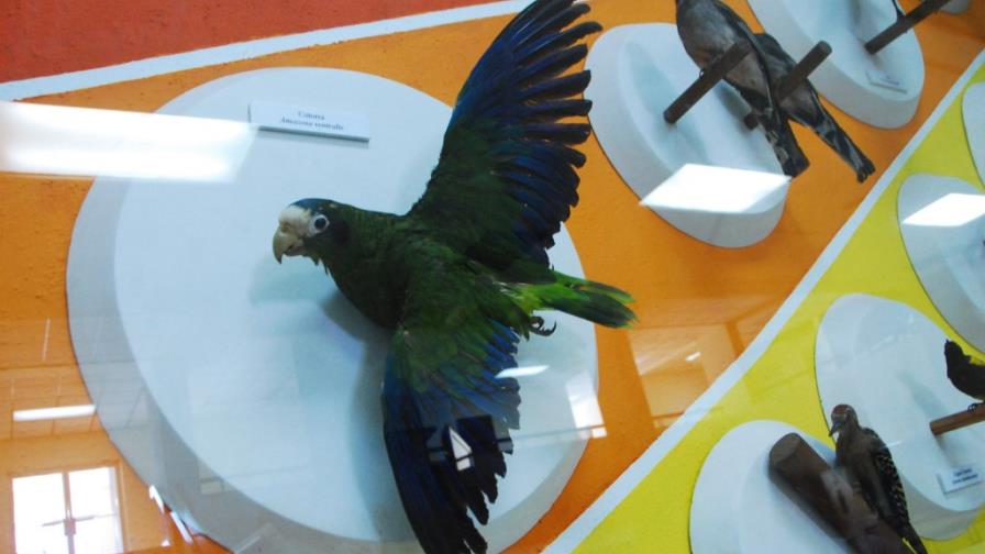 Destrucción hábitat es principal amenaza para aves endémicas de RD