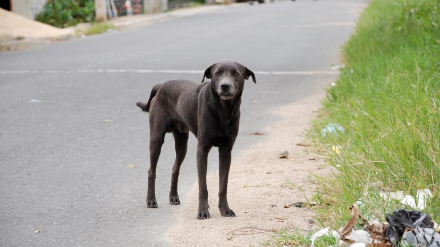 Cocinó un perro y lo repartió en el barrio