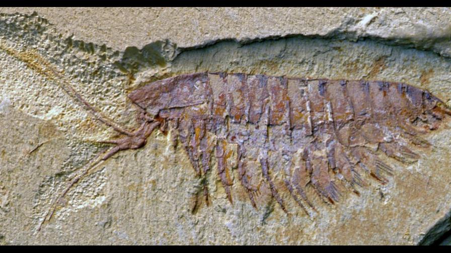 Hallan en un fósil de artrópodo el sistema nervioso similar al de las arañas
