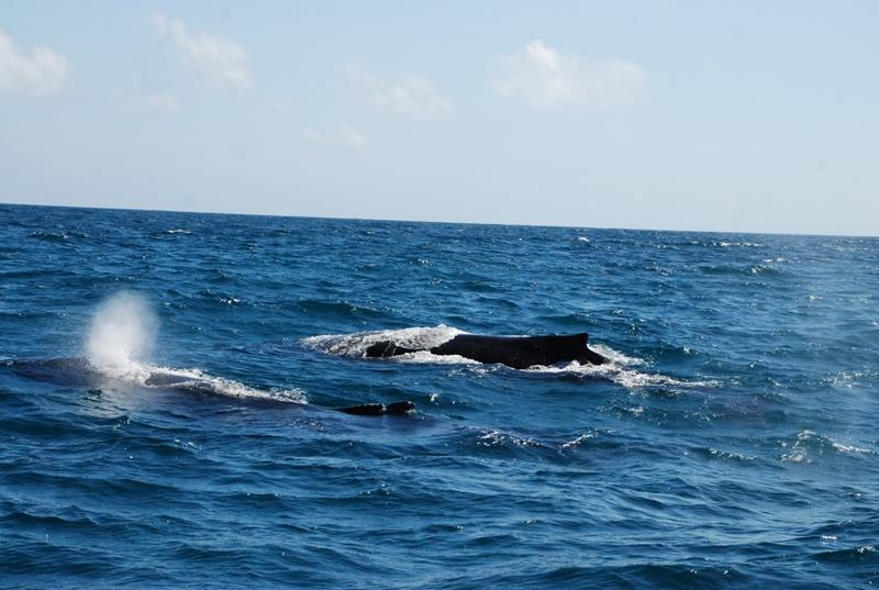 Las ballenas jorobadas regresan nuevamente a las aguas dominicanas