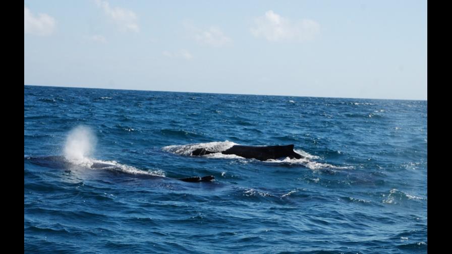 Las ballenas jorobadas regresan nuevamente a las aguas dominicanas Las ballenas jorobadas regresan nuevamente a las aguas dominicanas