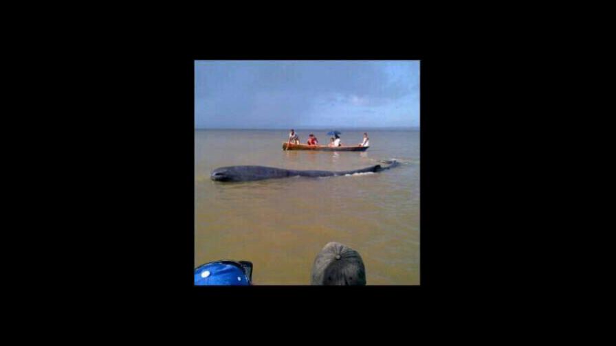 Una ballena varada mantiene en vigilia a Sánchez