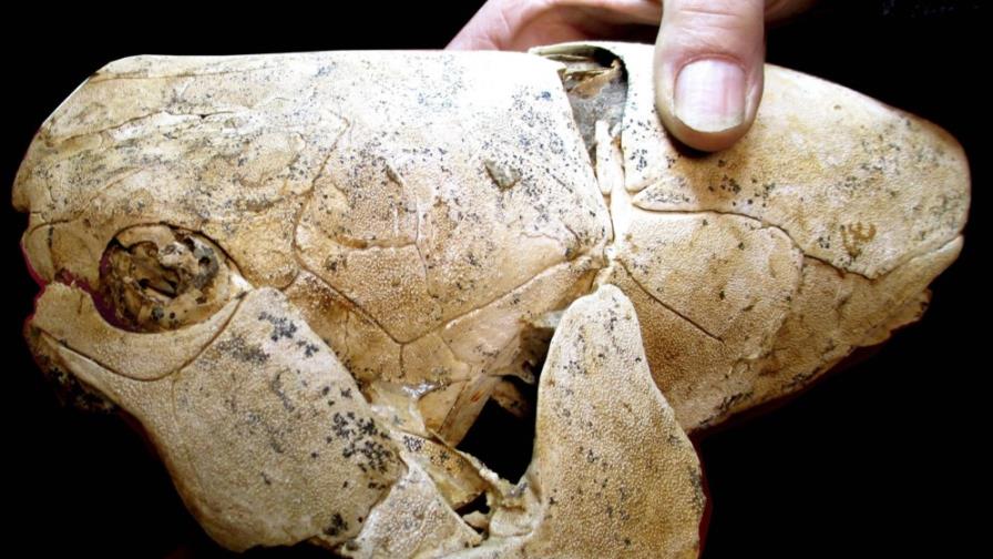 Un pez de 380 millones de años Un pez de 380 millones de años