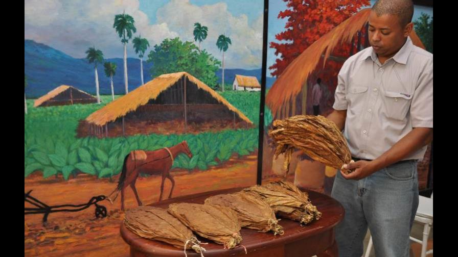 República Dominicana desarrolla variedad de hoja de tabaco