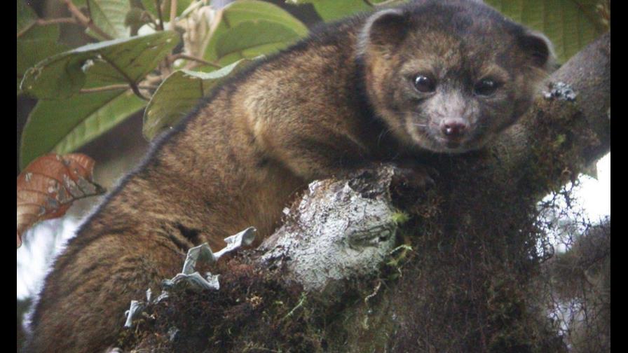 Primer descubrimiento de especie carnívora en América en 35 años
