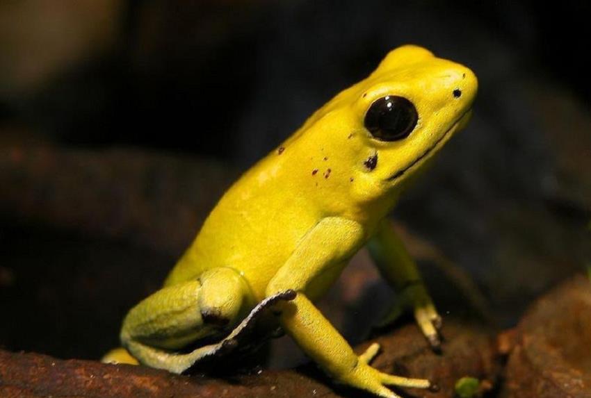 Científicos reproducen ranas doradas en cautiverio por primera vez en Panamá