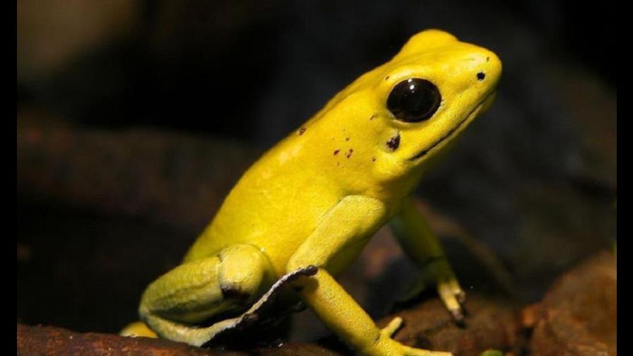 Científicos reproducen ranas doradas en cautiverio por primera vez en Panamá