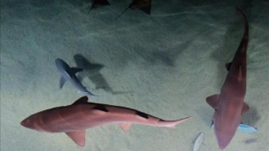Colombia firma compromiso de protección de cuatro especies de tiburones