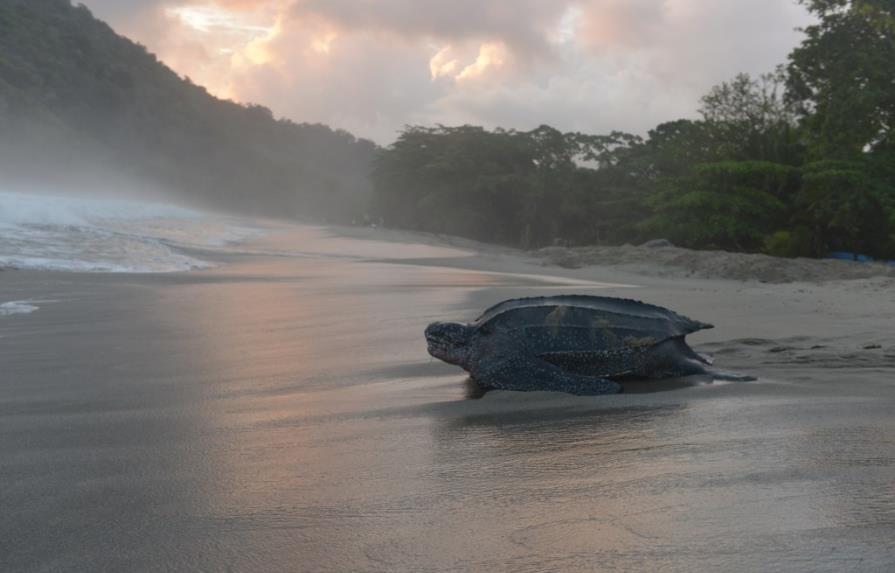 Retornan las tortugas gigantes al Caribe