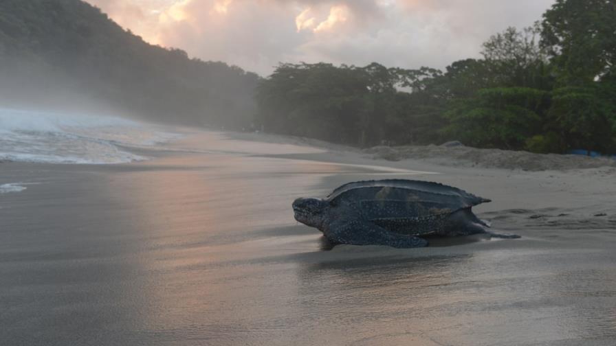Retornan las tortugas gigantes al Caribe Retornan las tortugas gigantes al Caribe