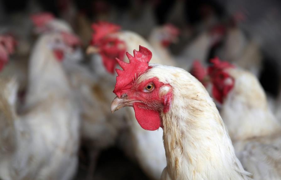 Haití, sin interés en normalizar el comercio de los pollos y huevos
