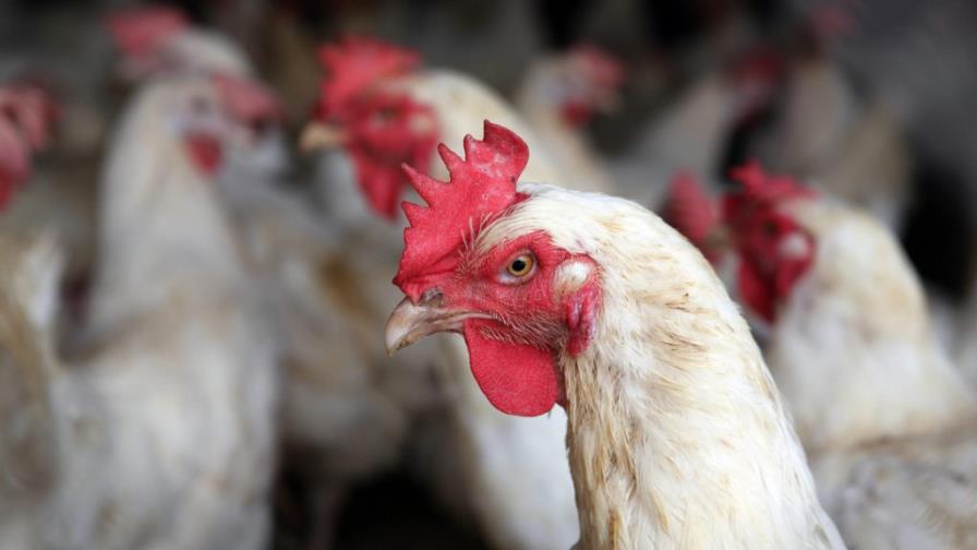 Haití, sin interés en normalizar el comercio de los pollos y huevos