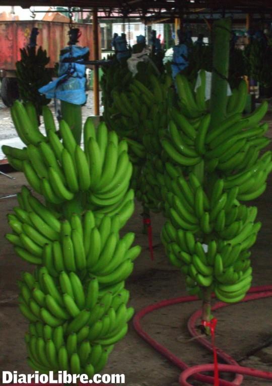 La producción de banano aumenta en un 80%