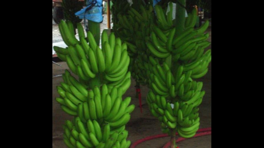 La producción de banano aumenta en un 80% La producción de banano aumenta en un 80%