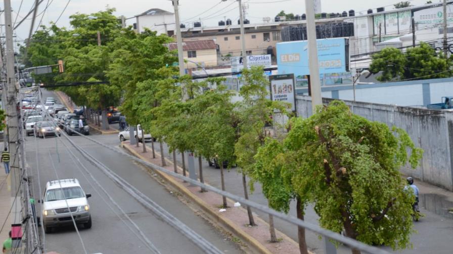 Una empresa de poda arrasa con 21 árboles gri-gri en la avenida Ortega y Gasset Una empresa de poda arrasa con 21 árboles gri-gri en la avenida Ortega y Gasset