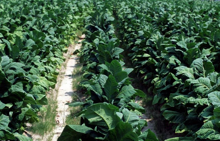 Cultivarán tabaco orgánico en la República Dominicana