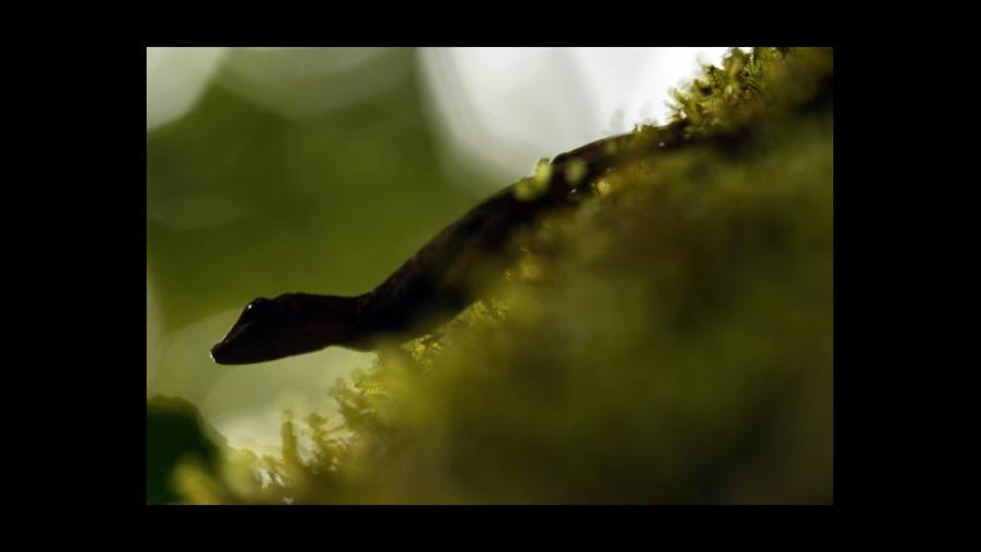 Un grupo de científicos quiere vigilar la biodiversidad como el clima Un grupo de científicos quiere vigilar la biodiversidad como el clima
