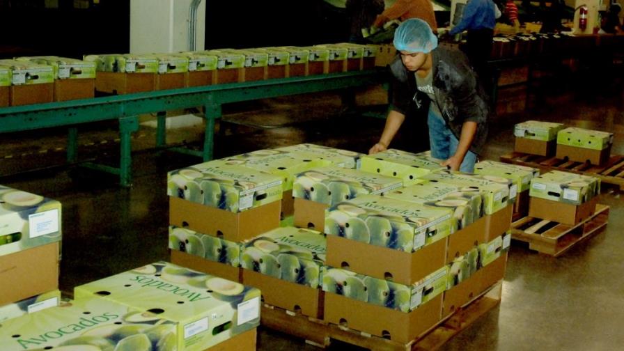 Exportación de aguacate genera más de US$30 millones