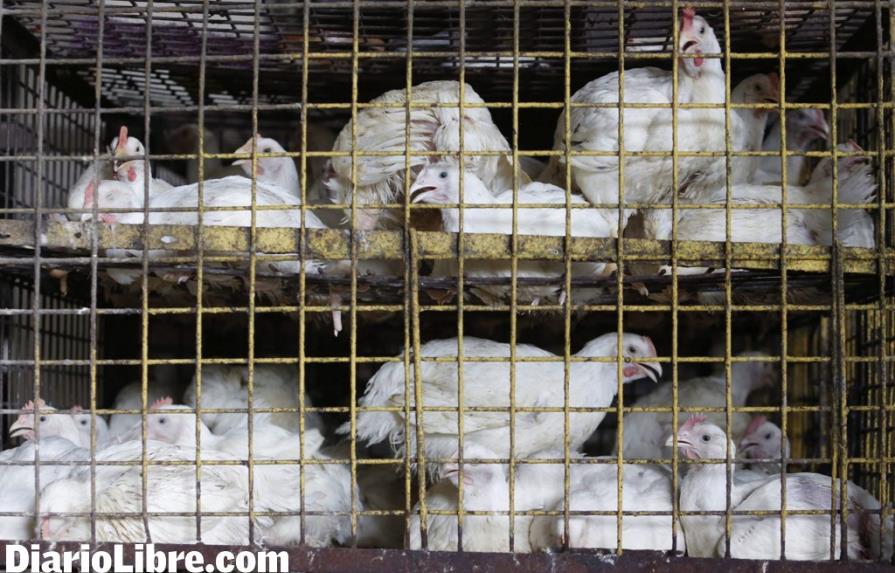 Avicultores sugieren gobierno compre un millón de gallinas
