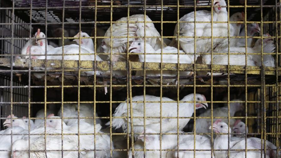 Avicultores sugieren gobierno compre un millón de gallinas