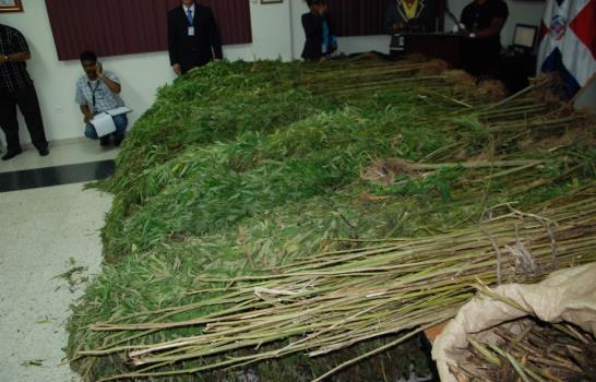 La DNCD se incauta de 1,317 plantas de marihuana en una loma de Baní