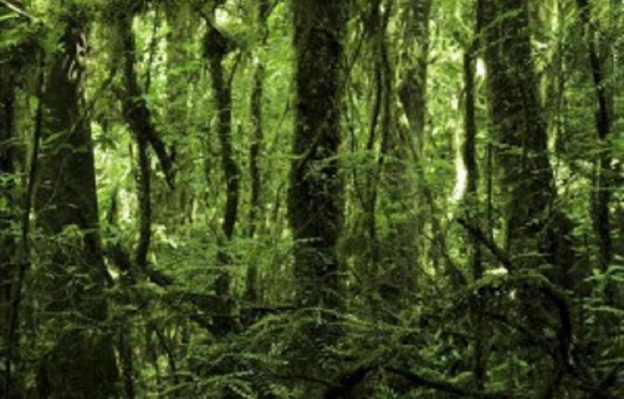 Descubren que los bosques tropicales deforestados aceleran su recuperación