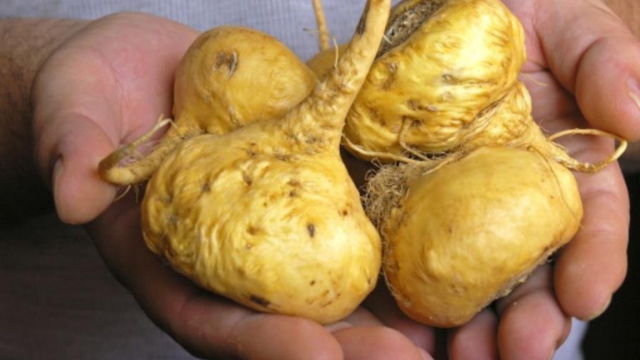 Plantas, hierbas, raíces curativas… ¿y milagrosas?