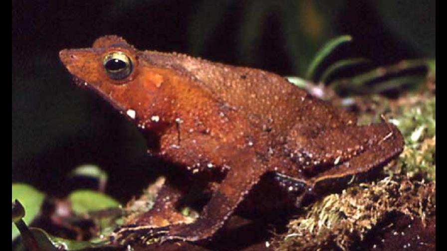 Un sapo amazónico practica la necrofilia para preservar la especie