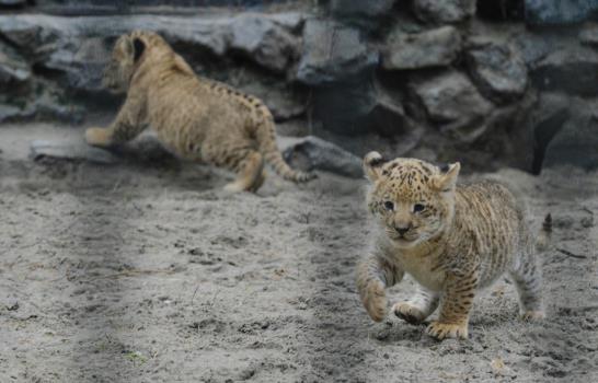Los ligres, híbridos entre león y tigre