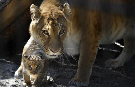 Los ligres, híbridos entre león y tigre