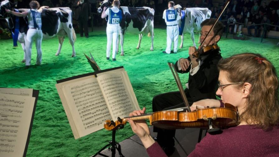Música para elegir la vaca más linda